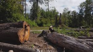 Best Storm Damage Tree Cleanup  in Berryville, VA