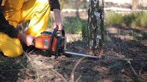 Best Arborist Consultation Services  in Berryville, VA