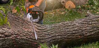 Best Palm Tree Trimming  in Berryville, VA
