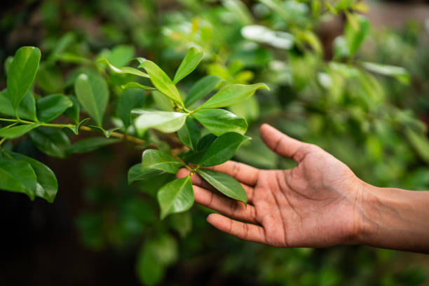  Berryville, VA Tree Services Pros