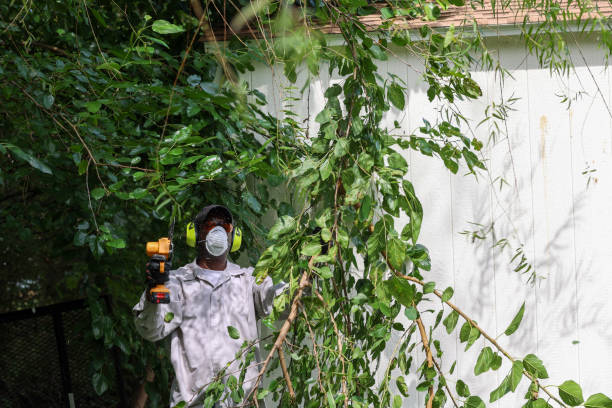 Best Tree Maintenance Programs  in Berryville, VA